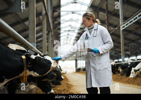 Vue latérale d'un jeune vétérinaire clinicien en blouse de laboratoire touchant le nez de la vache laitière à poil roux tout en se tenant devant le long cheptel avec le bétail Banque D'Images