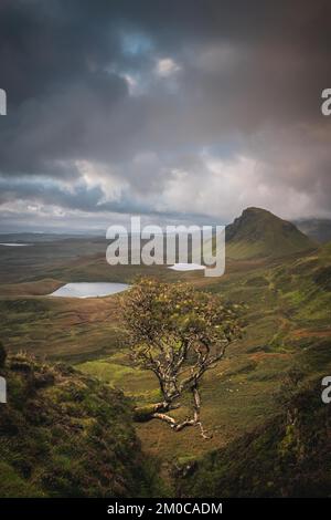 Arbre solitaire à Quiraing au lever du soleil, île de Skye, Écosse Banque D'Images