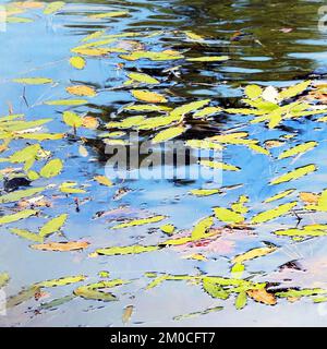 Photographie abstraite en couleur, montrant les eaux des bois dans un cadre vraiment sauvage, l'image est un résumé en couleur avec un style proche d'impressionnisme, Banque D'Images