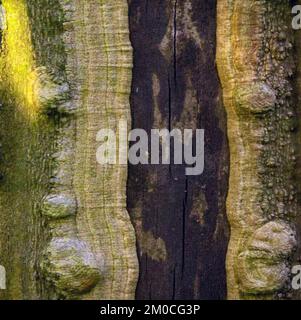Wabi-Sabi une culture japonais de la natures passage du temps montrant la beauté dans l'art de l'imperfection et de l'impermanence, cette image est une ancienne en bois doo Banque D'Images