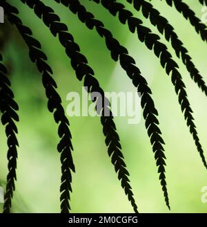 Fleurs sauvages semi-abstraites gros plan silhouette de fougères ou de feuilles dans un pré boisé. Banque D'Images