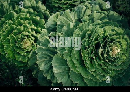 Chou de Savoie en pleine croissance dans le potager. Photo de haute qualité Banque D'Images