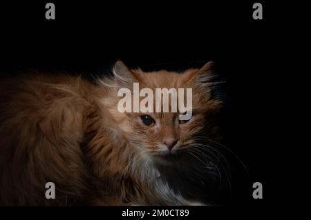 Portrait dramatique d'un chat rouge sur fond noir. Portrait spectaculaire de chat au gingembre Banque D'Images