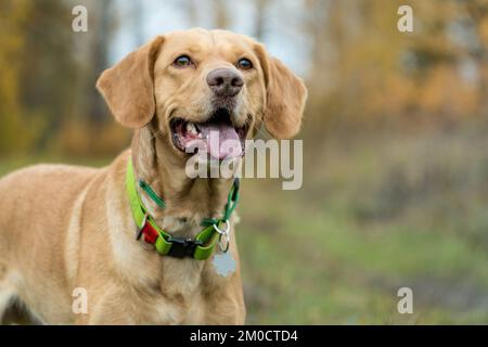 Portrait d'un chien en forme de foxy de race mixte dans la forêt en automne. Concept d'animaux de compagnie adopté. La pelouse. Chiens heureux jouant à l'extérieur. Banque D'Images
