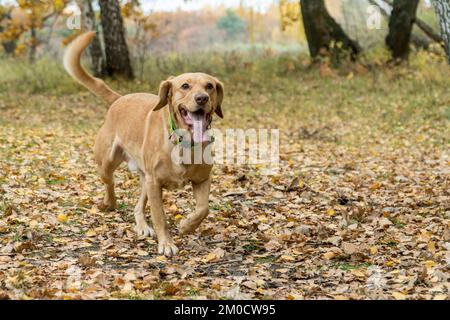 Chien faxy de race mixte courant dans la forêt en automne. Concept d'animaux de compagnie adopté. La pelouse. Chiens heureux jouant à l'extérieur. Banque D'Images