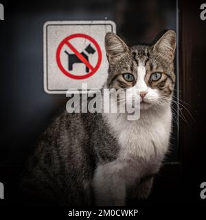 Un chat est assis, regardant l'appareil photo, avec le panneau pas de chiens admis à l'arrière-plan. Banque D'Images