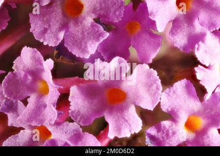 Super macro gros plan des fleurs de la bague papillon (Buddleja davidi) sur l'inflorescence Banque D'Images