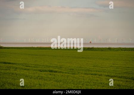 Dengie Marshes réserve naturelle avec les éoliennes de Gunfleet sables parc éolien offshore au loin Banque D'Images