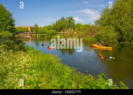 Plongeurs effectuant un nettoyage de rivière sur les rivières Chelmer et CAN à Chelmsford Essex Banque D'Images