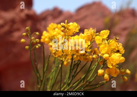 Senna Armata, fleurs sauvages jaunes dans le désert, Argentine du Nord Banque D'Images