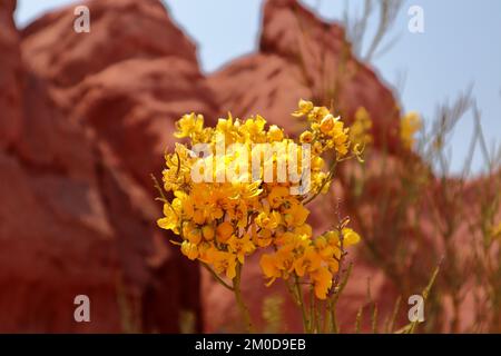 Senna Armata, fleurs sauvages jaunes dans le désert, Argentine du Nord Banque D'Images