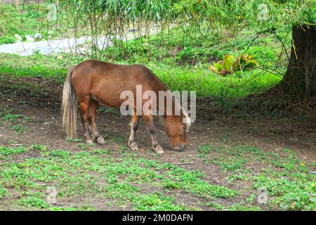 Un poney de Shetland (Equus caballus) à la châtaigne de Flaxen qui broutage sous un saule pleureux. Banque D'Images