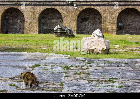 Un chat romain revenant dans le temps pour explorer certains du Forum impérial de Rome, qu'il ou elle pourrait ou non appeler à la maison. Banque D'Images