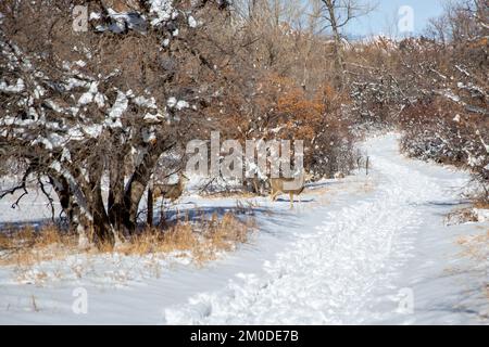 Cerf mulet sur le sentier de randonnée du parc national de Roxborough, dans le Colorado Banque D'Images