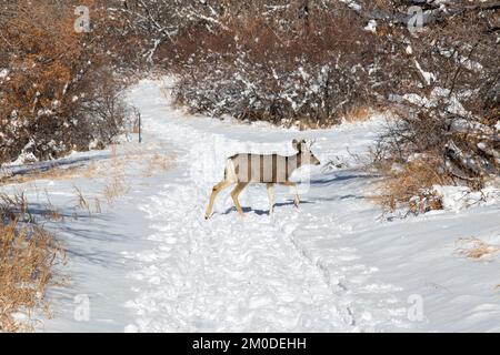 Cerf mulet sur le sentier de randonnée du parc national de Roxborough, dans le Colorado Banque D'Images