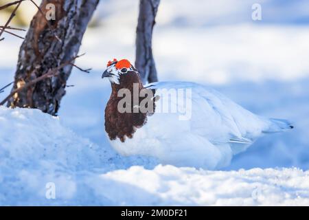 Willow Ptarmigan ou Willow Grouse Male dans le parc national Denali Banque D'Images