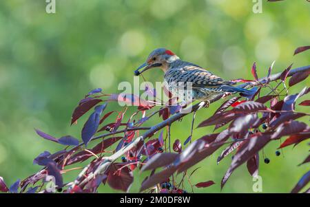 Yellow-shafted flamboyants de manger des cerises Banque D'Images