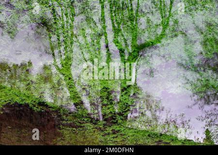 Reflejos de plantas y siluetas de árboles en el agua de un estanque, acuarela naturel Banque D'Images