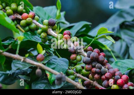Les buissons mûrissent dans les montagnes de Thaïlande prêtes à être récoltées avec des cerises vertes et rouges. Grains de café Arabica mûrissant sur l'arbre Banque D'Images
