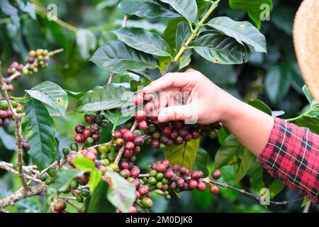 Agriculteur asiatique moderne utilisant une tablette numérique et vérifiant les grains de café mûrs dans une plantation de café. Application de la technologie moderne dans la culture agricole ac Banque D'Images