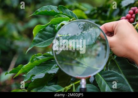 Coupe courte d'un fermier moderne tenant une loupe regardant le café des feuilles malades sur la plante de café et examinant les grains de café mûrs au café pla Banque D'Images