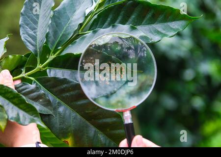 Coupe courte d'un fermier moderne tenant une loupe regardant le café des feuilles malades sur la plante de café et examinant les grains de café mûrs au café pla Banque D'Images