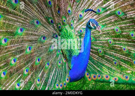Magnifique paon bleu avec plumes bronzé Banque D'Images