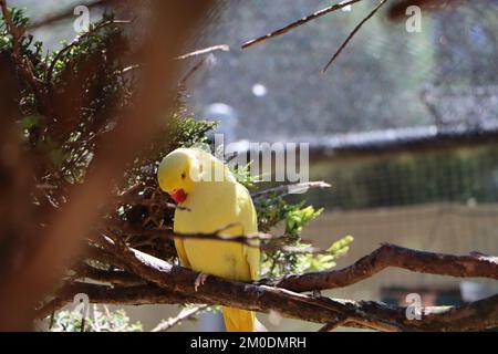 Australian parrot Banque D'Images