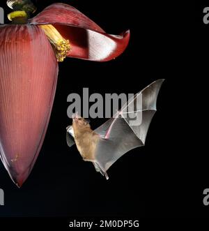 Le Bat long tongué de Pallas (Glossophaga soricina) se nourrissant de fleurs de Banana, péninsule d'Osa, Puntarenas, Costa Rica. Banque D'Images