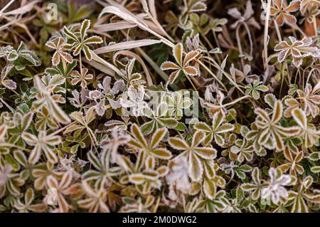 Srinagar, Inde. 05th décembre 2022. Plantes couvertes de gel pendant une matinée froide dans les intérieurs du lac Dal. La température minimale continue de se stabiliser en dessous du point de congélation dans la vallée, la majorité des stations ayant enregistré une température inférieure à zéro. Srinagar, la capitale estivale de Jammu-et-Cachemire, a enregistré la nuit la plus froide de la saison à moins 3,4 degrés Celsius aujourd'hui. (Photo par Irrees Abbas/SOPA Images/Sipa USA) crédit: SIPA USA/Alay Live News Banque D'Images