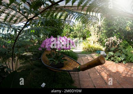Belles fleurs d'orchidées dans le jardin du Royal Park Rajapruek, Chiang Mai, Thaïlande. Banque D'Images