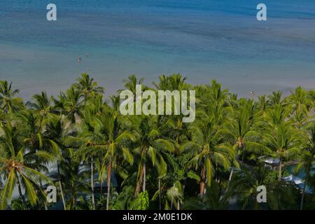 Hamilton Island, Queensland, Australie - 25 novembre 2022 : vue sur les palmiers et l'océan. Banque D'Images