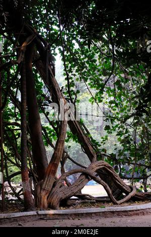 04 décembre 2022, Pune, Inde, jardin botanique de l'impératrice, un paradis vert au coeur de Pune, il y a beaucoup d'arbres exotiques et indigènes rares. Banque D'Images