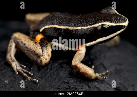 Grenouille empoisonnée brillante (Allobates femoralis) Banque D'Images