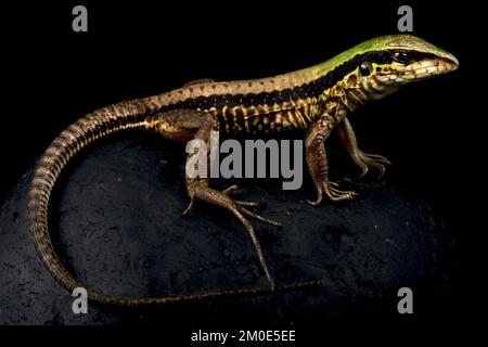 Vert Ameiva (Ameiva ameiva) Banque D'Images