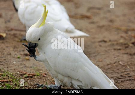 Cockatoo à crête de soufre en gros plan - Australie Banque D'Images