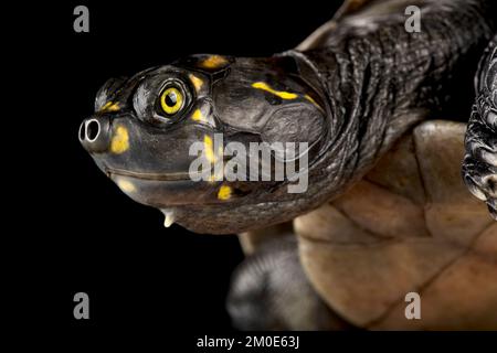 Tortue de la rivière Cayenne à pois jaunes (Podocnemis cayennensis) Banque D'Images