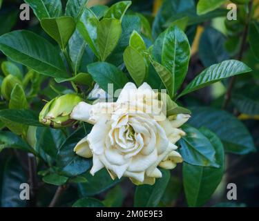 Gardenia Fleur, vieillissement, pétales curling, dans le jardin Banque D'Images