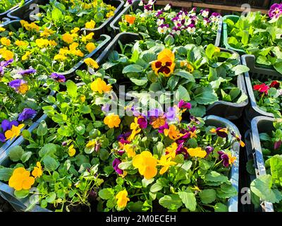 Violette blanc fleurs de printemps viola cornuta. Des semis de fleurs de violons, de rose, d'orange, de fleurs au lit de pansies violets à cornes. Exposition de vente. Banque D'Images