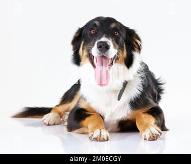 Voici le garçon. Studio photo d'une jolie bordure collie isolée sur blanc. Banque D'Images