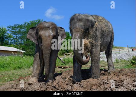 Deux éléphants d'Asie sont debout dans la boue. Un éléphant s'abreuver avec de l'eau de son tronc. Banque D'Images