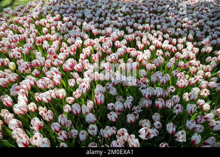 Magnifiques tulipes à motifs blancs et rouges, vue de dessus Banque D'Images
