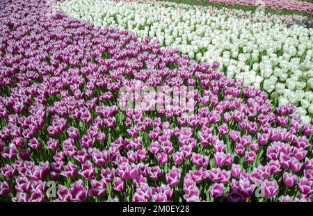 Beaucoup de tulipes pourpres et blanches dans le jardin Banque D'Images