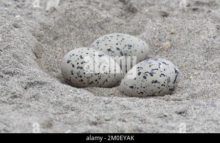 Trois oeufs moulus d'un oystercatcher américain (Haematopus palliatus) pondent dans une excavation peu profonde dans le sable sur la plage entre les marais et Banque D'Images