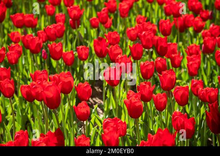 Gros plan de nombreux tulipes rouges Banque D'Images
