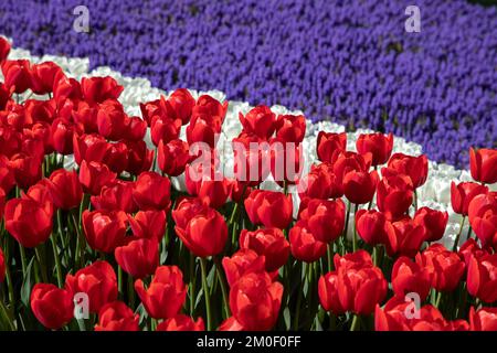 Tulipes blanches rouges et fleurs de jacinthe pourpres Banque D'Images