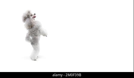 Portrait d'un adorable coolé de race, posé sur les pattes arrière et dansant isolé sur fond blanc de studio. Concept des animaux domestiques, soins Banque D'Images