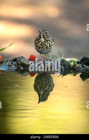 Chang de fard à boire à un point d'eau naturel dans une forêt méditerranéenne avec les dernières lumières d'un jour d'automne Banque D'Images