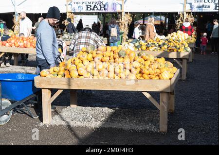 Crawley, Royaume-Uni - 27 octobre 2022: Choisissez vos propres étals de citrouille à la ferme de Tulleys, Royaume-Uni.personnes marchant et goélant les citrouilles et les gourdes, foyer sélectif Banque D'Images