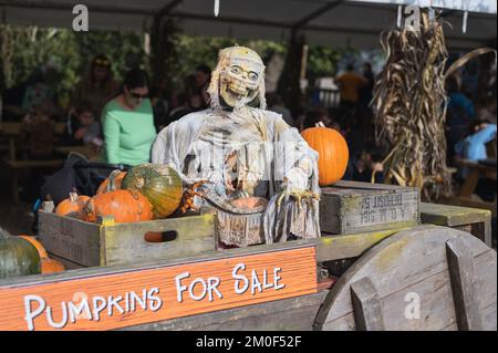 Crawley, Royaume-Uni - 27 octobre 2022: Choisissez votre propre ferme de citrouilles à la ferme de Tulleys, Royaume-Uni. Écran effrayant halloween sarecrow avec des gens qui ont déjeuner sur l'arrière-plan, foyer sélectif Banque D'Images